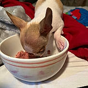 Buddy joined the competition — help win amazing prizes! blanket, bowl, brown, canine, close_up, cute, dog, domestic_animal, eating, food, fur, indoor, meal, paw, pet, puppy, small_dog, snout, table, white