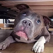 Gaïa participe au concours pour gagner de l'argent avec cette photo : dog, bulldog, puppy, pet, animal, lying_down, under_bed, indoor, wood_floor, large_paws, wrinkled_face, floppy_ears, brown_coat, white_paws, close_up, looking_at_camera, portrait, cute, funny, home