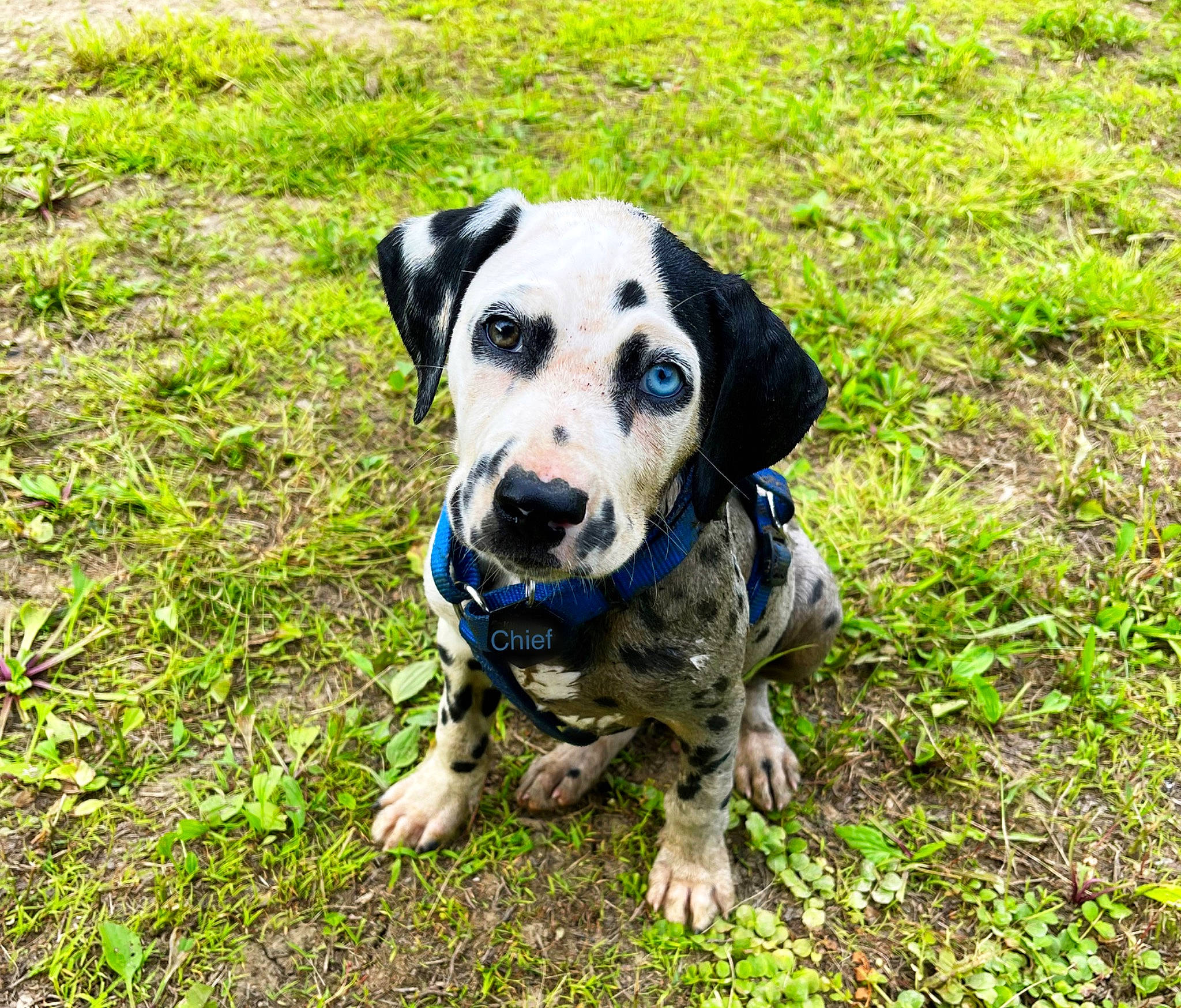 Chief joined the competition — help win amazing prizes! canidae, carnivore, collar, companion_dog, dalmatian, dog, dog_breed, dog_collar, fawn, grass, groundcover, guard_dog, hunting_dog, non_sporting_group, plant, snout, sporting_group, working_animal, working_dog