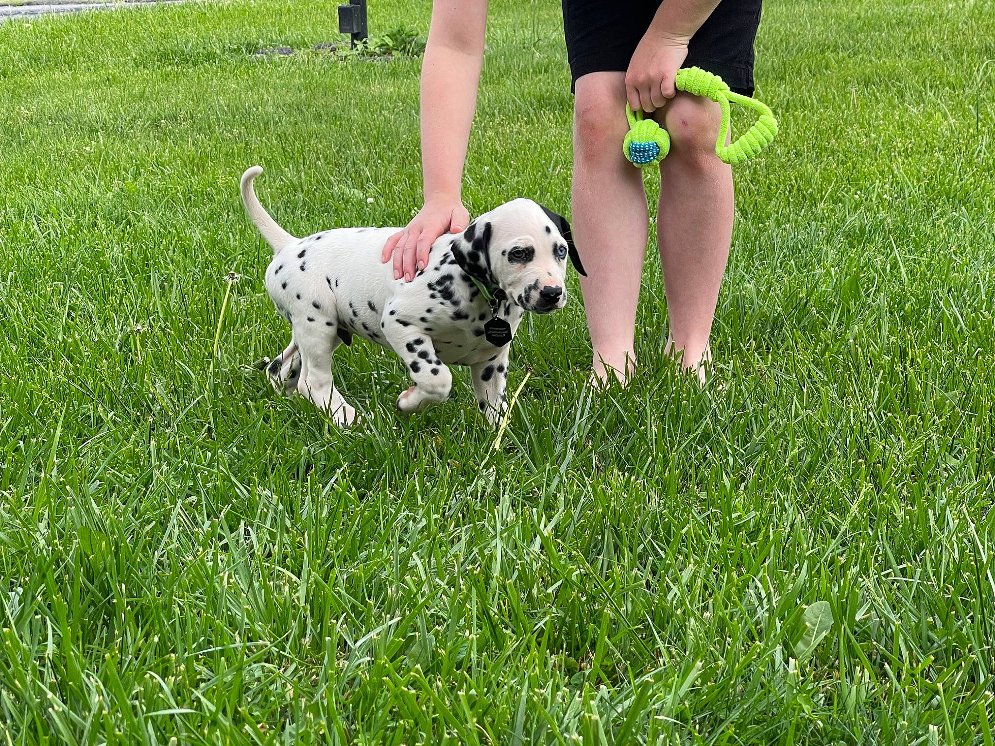 Chief joined the competition — help win amazing prizes! carnivore, chair, collar, companion_dog, dalmatian, dog, dog_breed, dog_supply, fawn, grass, grassland, lawn, leash, people_in_nature, plant, shorts, soccer_ball, sporting_group, tail, working_animal