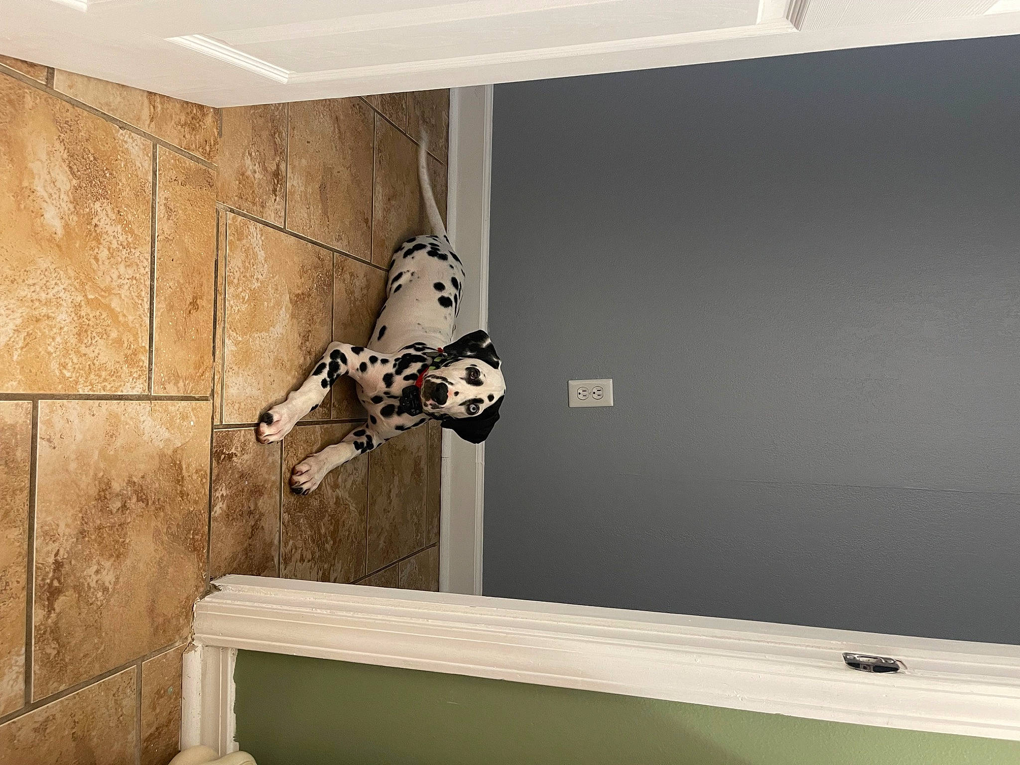 Chief is registered to the contest to win money with this photo: art, ceiling, door, floor, flooring, grey, handrail, hardwood, house, laminate_flooring, metal, paint, plaster, plywood, rectangle, room, stairs, window, wood, wood_stain