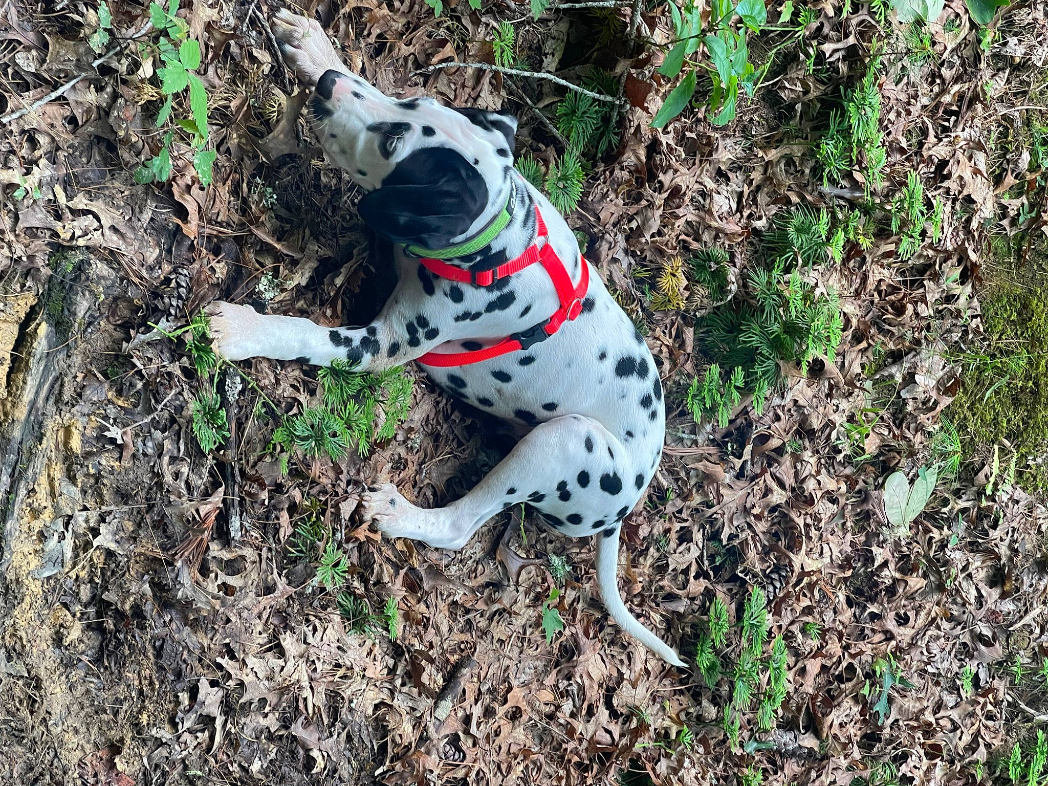 Chief joined the competition — help win amazing prizes! canidae, carmine, carnivore, collar, companion_dog, dalmatian, dog, dog_breed, dog_collar, dog_supply, fawn, grass, hunting_dog, non_sporting_group, plant, snout, soil, sporting_group, tail, terrestrial_animal