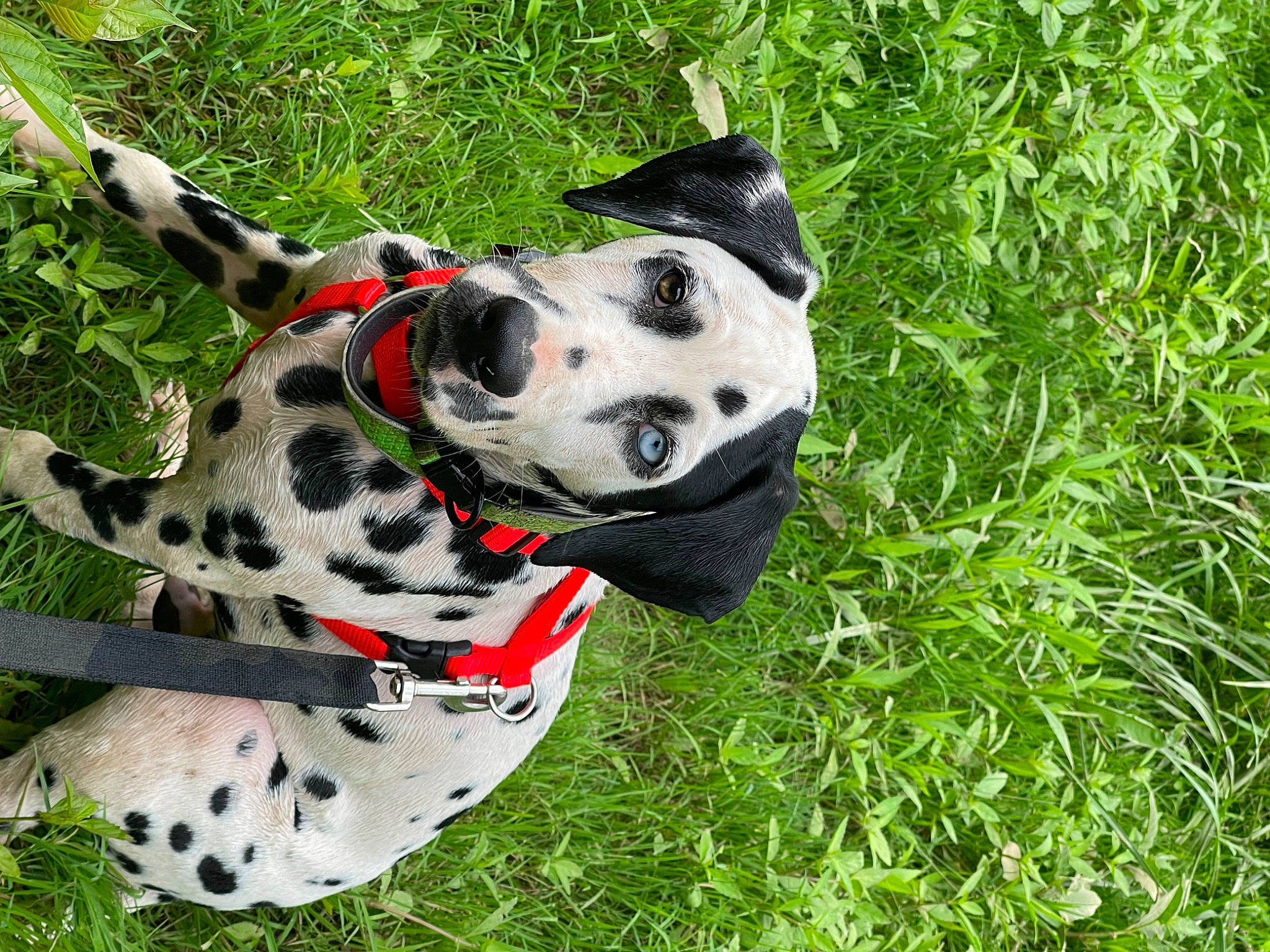 Chief joined the competition — help win amazing prizes! adventure, canidae, carnivore, collar, companion_dog, dalmatian, dog, dog_breed, dog_collar, dog_supply, fawn, grass, groundcover, plant, snout, sporting_group, terrestrial_plant, whiskers, working_animal, working_dog