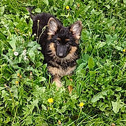Nala joined the competition — help win amazing prizes! puppy, dog, german_shepherd, grass, greenery, flowers, dandelions, outdoor, nature, young_animal, fur, ears, eyes, cute, pet, animal, playful, spring, summer, curious