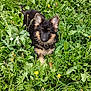 puppy, dog, german_shepherd, grass, greenery, flowers, dandelions, outdoor, nature, young_animal, fur, ears, eyes, cute, pet, animal, playful, spring, summer, curious
