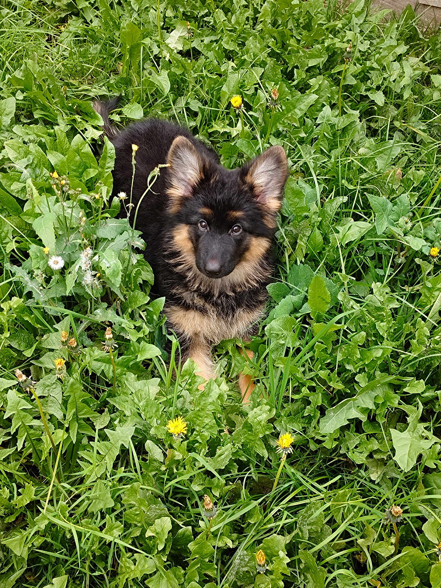 Nala