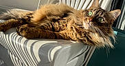 Shadow a rejoint le concours — aidez-le/la à gagner de superbes lots ! cat, tabby, fluffy, green_eyes, lounging, plastic_chair, sunlight, shadow, striped_shadow, relaxed, pet, feline, animal, indoor, closeup, whiskers, ears, fur, portrait, daylight