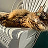 cat, tabby, fluffy, green_eyes, lounging, plastic_chair, sunlight, shadow, striped_shadow, relaxed, pet, feline, animal, indoor, closeup, whiskers, ears, fur, portrait, daylight