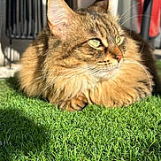 Shadow participe au concours pour gagner de l'argent avec cette photo : cat, fluffy, green_grass, sunlight, outdoor, pet, animal, feline, closeup, portrait, whiskers, ears, relaxed, resting, nature, domestic_cat, tabby, orange_brown, fur, daylight