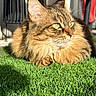 cat, fluffy, green_grass, sunlight, outdoor, pet, animal, feline, closeup, portrait, whiskers, ears, relaxed, resting, nature, domestic_cat, tabby, orange_brown, fur, daylight