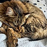 Shadow a rejoint le concours — aidez-le/la à gagner de superbes lots ! cat, tabby, sleeping, fur, cozy, blanket, indoor, resting, pet, animal, whiskers, cute, relaxed, paw, soft, nap, feline, comfort, closeup, cushion