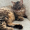 Shadow participe au concours pour gagner de l'argent avec cette photo : cat, tabby, fluffy, feline, pet, animal, relaxed, whiskers, ears, paw, fur, indoor, closeup, resting, cute, domestic_animal, mammal, sleepy, soft_texture, comfortable