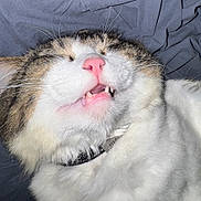 Beeko joined the competition — help win amazing prizes! cat, close_up, pink_nose, teeth, fur, whiskers, fluffy, pet, animal, sleepy, relaxed, indoor, collar, white_fur, tabby, cute, face, mouth, lying_down, gray_background