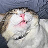 cat, close_up, pink_nose, teeth, fur, whiskers, fluffy, pet, animal, sleepy, relaxed, indoor, collar, white_fur, tabby, cute, face, mouth, lying_down, gray_background
