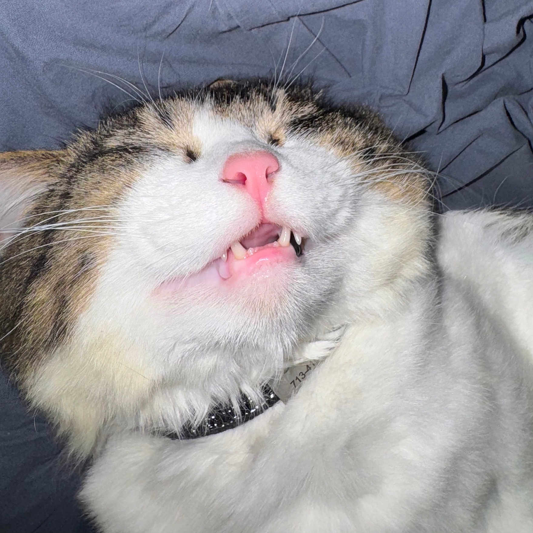 Beeko joined the competition — help win amazing prizes! cat, close_up, pink_nose, teeth, fur, whiskers, fluffy, pet, animal, sleepy, relaxed, indoor, collar, white_fur, tabby, cute, face, mouth, lying_down, gray_background