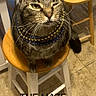 animal, beads, cat, chair, close_up, cute, domestic, feline, floor_tiles, funny, indoor, necklace, pet, portrait, sitting, stool, tabby, whiskers, winking, wooden_furniture