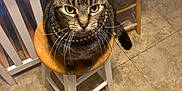Maisie The Maze joined the competition — help win amazing prizes! animal, beads, cat, closeup, curious, ears, eyes, feline, floor, furniture, household, indoor, necklace, pet, sitting, stool, tabby, tile_floor, whiskers, wooden_stool