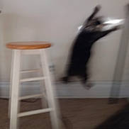 Maisie The Maze is registered to the contest to win money with this photo: animal, blur, blurred, cat, domestic, feline, floor, furniture, household, indoor, jumping, leaping, motion, motion_blur, pet, playful, shadow, stool, wall, wooden