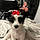 Daisy