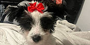 Daisy is registered to the contest to win money with this photo: puppy, dog, red_bow, black_and_white, blanket, indoor, cute, pet, fur, sitting, portrait, animal, young, bedroom, decor, soft, curtain, roses, cozy, close_up