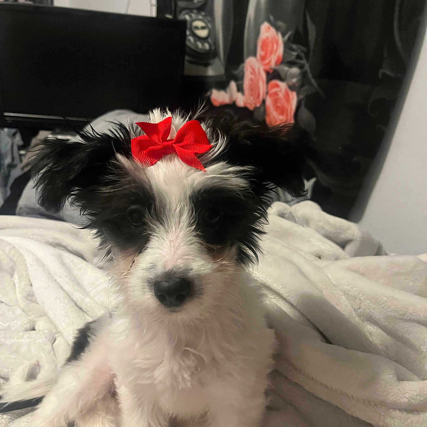 Daisy is registered to the contest to win money with this photo: animal, bedroom, black_and_white, blanket, close_up, cozy, curtain, cute, decor, dog, fur, indoor, pet, portrait, puppy, red_bow, roses, sitting, soft, young