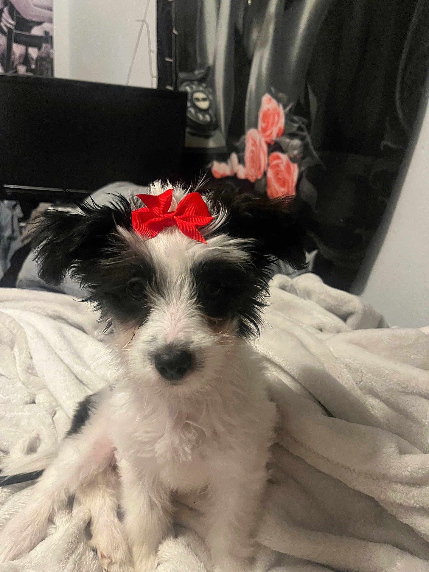 Daisy is registered to the contest to win money with this photo: puppy, dog, red_bow, black_and_white, blanket, indoor, cute, pet, fur, sitting, portrait, animal, young, bedroom, decor, soft, curtain, roses, cozy, close_up