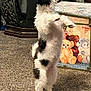 Daisy is registered to the contest to win money with this photo: dog, standing, indoor, carpet, decorative_chest, teddy_bears, furry, pet, curious, white, black_spots, small_dog, animal, household, background, furniture, cute, domestic, playful, companion