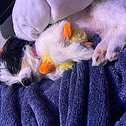 Daisy joined the competition — help win amazing prizes! puppy, dog, sleeping, blanket, plush_toy, cozy, fur, paw, indoor, cute, resting, pet, soft, nap, closeup, comfort, animal, toy, snuggle, relaxation