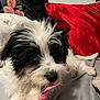 Daisy joined the competition — help win amazing prizes! puppy, dog, black_and_white, chewing, rope_toy, bed, red_pillow, fur, pet, cute, animal, indoor, close_up, playing, lying_down, mischievous, looking_at_camera, fluffy, young_dog, cozy