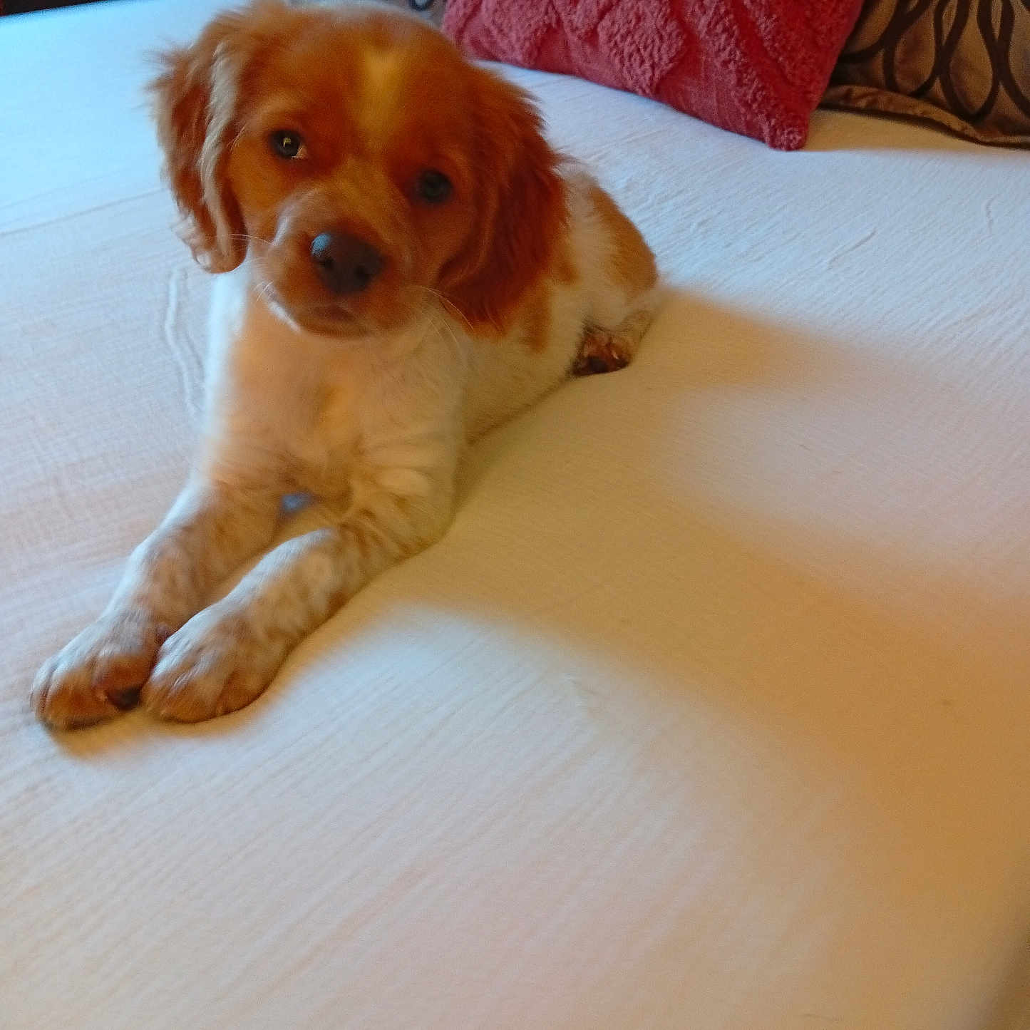 Lua a rejoint le concours — aidez-le/la à gagner de superbes lots ! dog, puppy, spaniel, pet, animal, fluffy, brown_and_white, long_ears, lying_down, paws, bed, bedroom, pillows, cozy, indoors, portrait, looking_at_camera, cute, relaxed, home