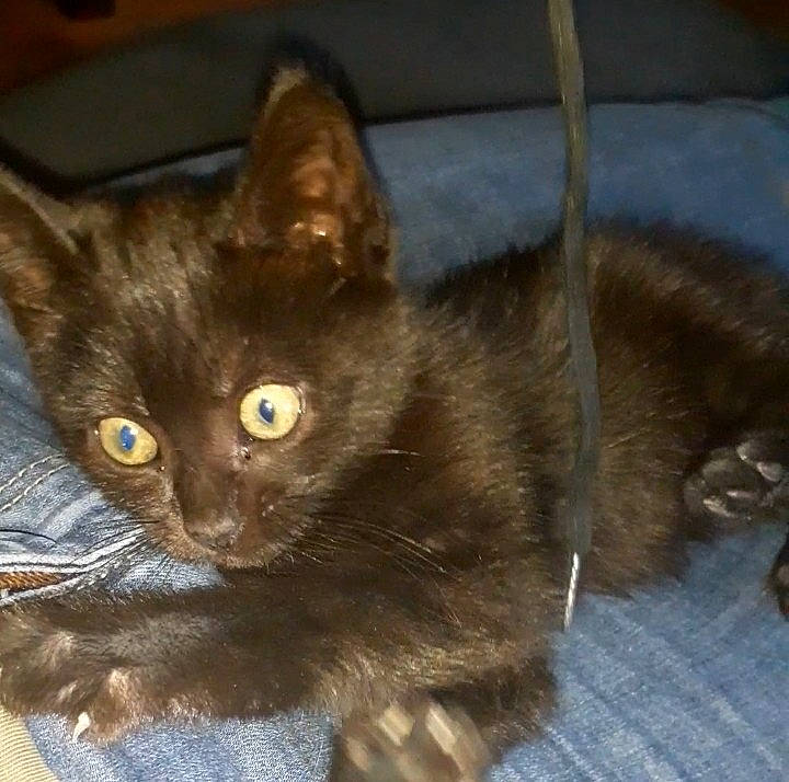 Lixy a rejoint le concours — aidez-le/la à gagner de superbes lots ! asian, asian_semi_longhair, burmese, carnivore, cat, domestic_long_haired_cat, domestic_short_haired_cat, fawn, felidae, german_rex, havana_brown, javanese, kitten, korat, mammal, nebelung, oriental_longhair, small_to_medium_sized_cats, vertebrate, whiskers