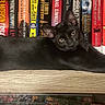 black_cat, cat, bookshelf, books, book_spines, indoor, pet, animal, feline, resting, stretching, wooden_shelf, literature, quiet, curious, domestic_cat, cozy, relaxed, eyes, ears