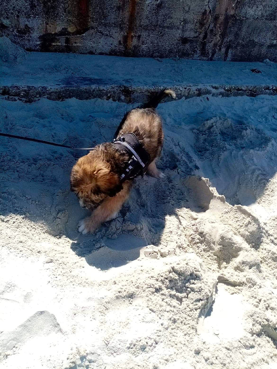 Ratatouille participe au concours pour gagner de l'argent avec cette photo : border_terrier, canidae, carnivore, dog, dog_breed, sporting_group