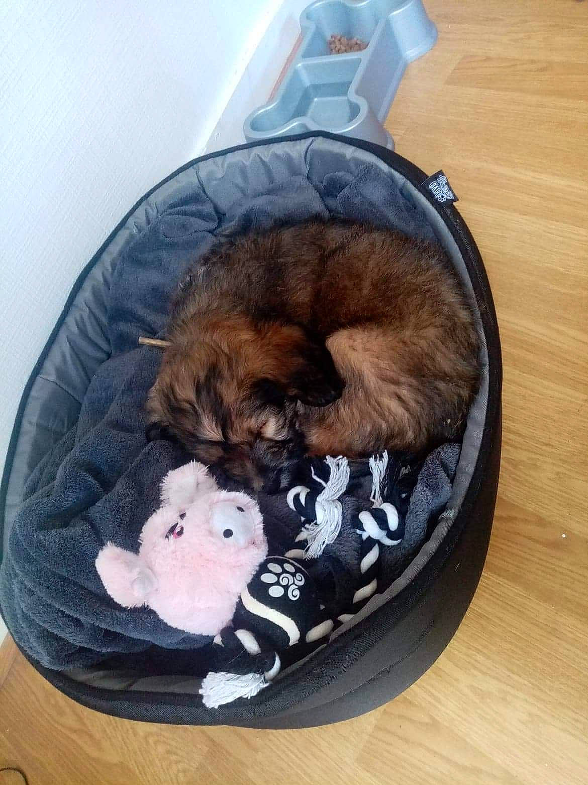 Ratatouille a rejoint le concours — aidez-le/la à gagner de superbes lots ! canidae, carnivore, cat, companion_dog, dog, dog_bed, dog_breed, fawn, felidae, kitten, puppy, shih_tzu, small_to_medium_sized_cats