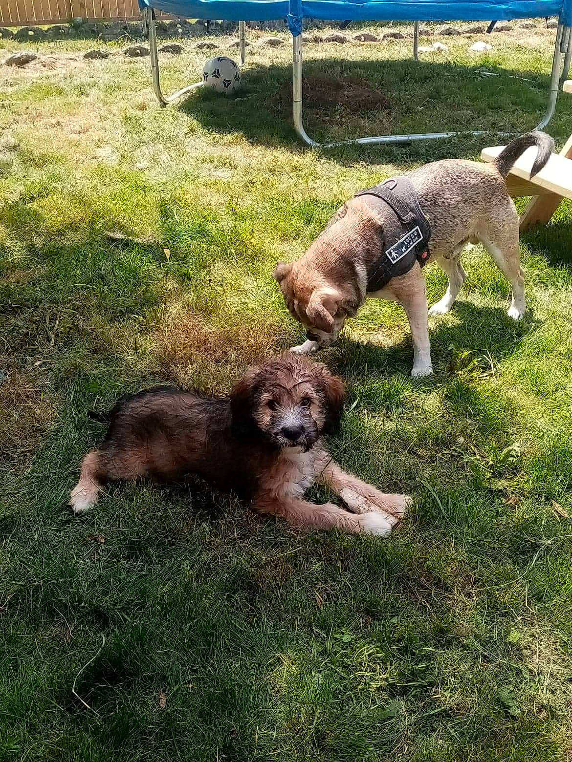 Ratatouille a rejoint le concours — aidez-le/la à gagner de superbes lots ! border_terrier, canidae, carnivore, dog, dog_breed, grass, mammal, puppy, sporting_group, vertebrate