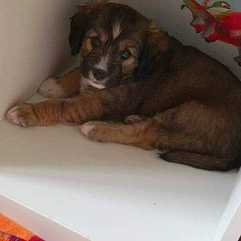 Ratatouille participe au concours pour gagner de l'argent avec cette photo : canidae, carnivore, companion_dog, dog, dog_breed, leonberger, liver, mammal, miniature_australian_shepherd, puppy, sporting_group