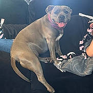 Motley joined the competition — help win amazing prizes! dog, couch, indoor, blanket, person, pet, happy, tongue_out, collar, sitting, carpet, window, curtain, furniture, relaxing, home, animal, companion, cozy, smiling