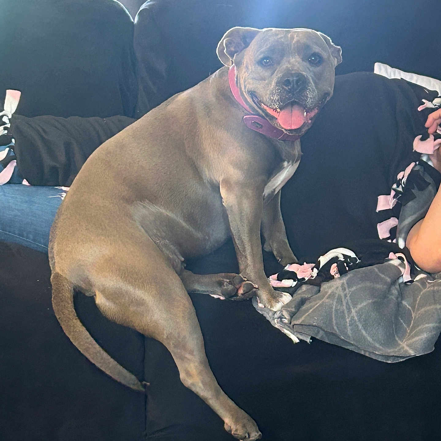 Motley joined the competition — help win amazing prizes! dog, couch, indoor, blanket, person, pet, happy, tongue_out, collar, sitting, carpet, window, curtain, furniture, relaxing, home, animal, companion, cozy, smiling