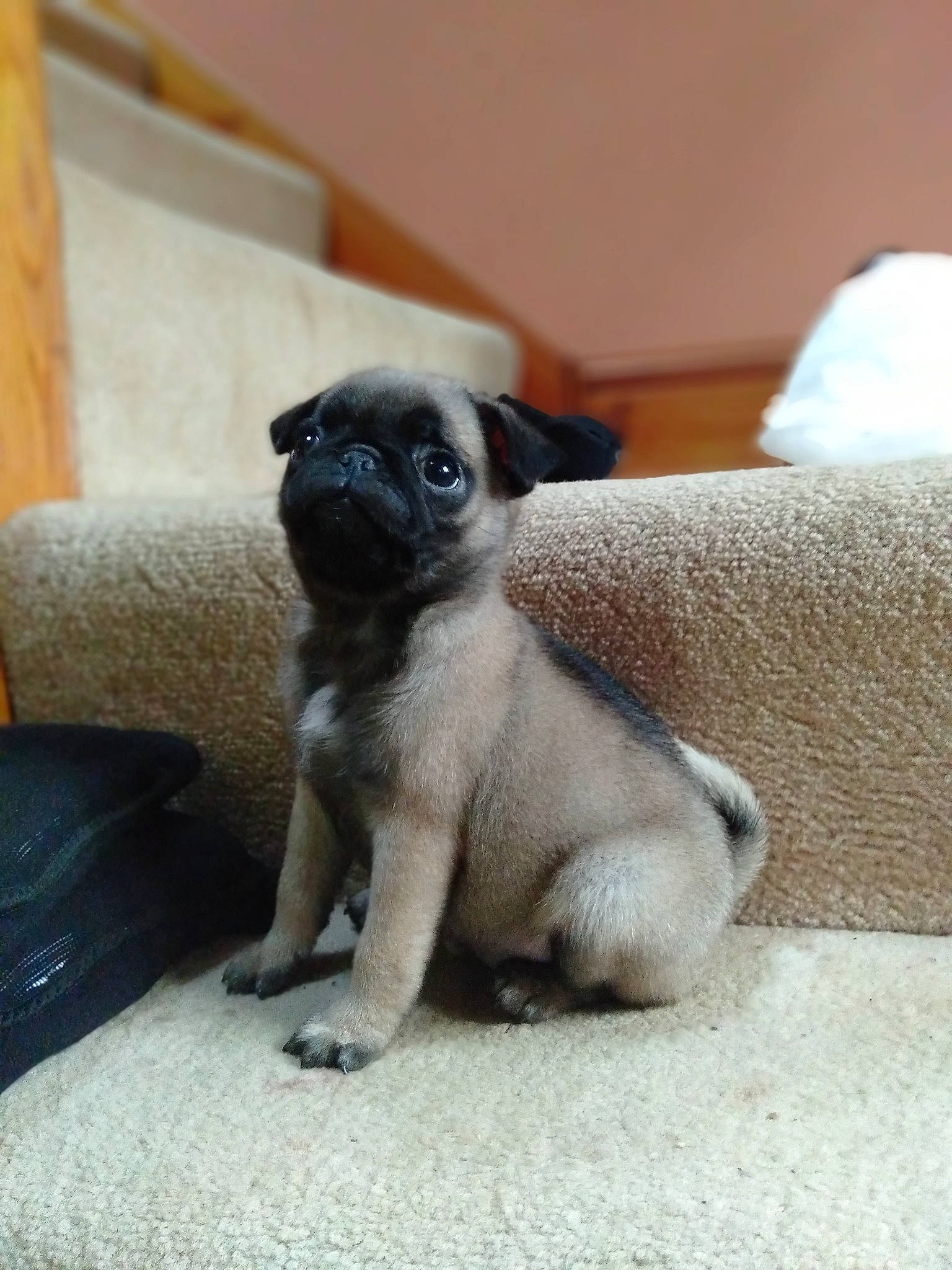 Monita joined the competition — help win amazing prizes! canidae, carnivore, companion_dog, dog, dog_breed, fawn, mammal, pug, puppy, snout, toy_dog, vertebrate