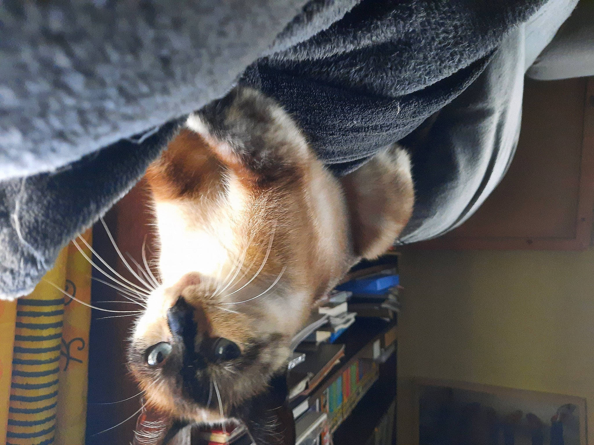 Pessy participe au concours pour gagner de l'argent avec cette photo : canidae, carnivore, cat, claw, comfort, denim, dog_breed, domestic_short_haired_cat, electric_blue, fawn, felidae, fur, human_leg, nap, paw, small_to_medium_sized_cats, snout, sporting_group, tail, whiskers