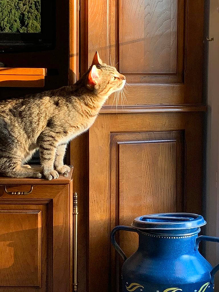 Patch participe au concours pour gagner de l'argent avec cette photo : blue, carnivore, cat, cup, dishware, drinkware, felidae, gas, light, lighting, line, porcelain, pottery, serveware, small_to_medium_sized_cats, table, tableware, whiskers, wood, yellow