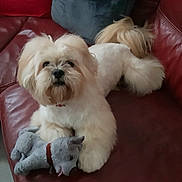 Josh participe au concours pour gagner de l'argent avec cette photo : collar, cream_fur, cute, dog, fluffy_dog, indoor, leather_sofa, living_room, looking_up, paw, pet, plush_toy, portrait, puppy, red_sofa, sitting, small_dog, stuffed_animal, tan_fur, toy