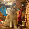 Saloperie a rejoint le concours — aidez-le/la à gagner de superbes lots ! can, cat, ceiling_light, cozy_room, decor, framed_picture, furniture, indoor, key, keys, mammal, orange_cat, peacock_feathers, pet, portrait, red_towel, shelf, table, wooden_ceiling, wooden_walls