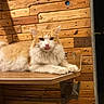 Saloperie a rejoint le concours — aidez-le/la à gagner de superbes lots ! animal, cat, cute, domestic_cat, feline, fluffy, fur, indoor, mammal, night, orange_cat, pet, relaxed, resting, table, tongue_out, whiskers, white_cat, wooden_table, wooden_wall