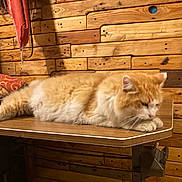 Saloperie a rejoint le concours — aidez-le/la à gagner de superbes lots ! animal, calm, cat, cozy, domestic, feline, fluffy, fur, homedecor, indoor, lying_down, orange_cat, pet, quiet, relaxed, resting, table, warm_lighting, wooden_table, wooden_wall