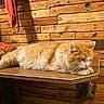 animal, calm, cat, cozy, domestic, feline, fluffy, fur, homedecor, indoor, lying_down, orange_cat, pet, quiet, relaxed, resting, table, warm_lighting, wooden_table, wooden_wall