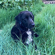 Elie a rejoint le concours — aidez-le/la à gagner de superbes lots ! animal, black_dog, canine, dog, field, fur, grass, greenery, leafy_bush, nature, outdoor, peaceful, pets, plant, portrait, quiet, resting, sitting, summer, wet_fur