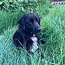 animal, black_dog, canine, dog, field, fur, grass, greenery, leafy_bush, nature, outdoor, peaceful, pets, plant, portrait, quiet, resting, sitting, summer, wet_fur
