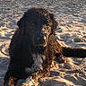 dog, wet_fur, sand, beach, sunlight, animal, pet, outdoor, lying_down, black_dog, white_chest, paw, nature, relaxing, canine, summer, daylight, texture, close_up, portrait