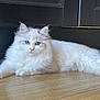 Yuni participe au concours pour gagner de l'argent avec cette photo : cat, fluffy, white_cat, blue_eyes, floor, wooden_floor, indoor, pet, animal, relaxed, lying_down, domestic, furniture, cabinet, tail, ears, whiskers, cute, portrait, feline